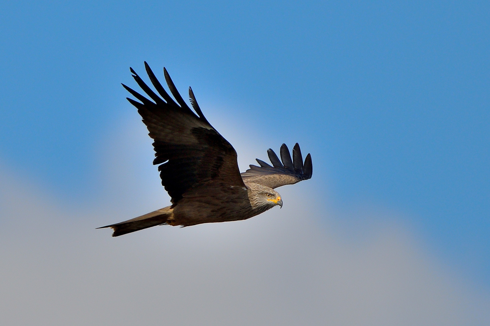 Schwarzmilan (Milvus migrans)