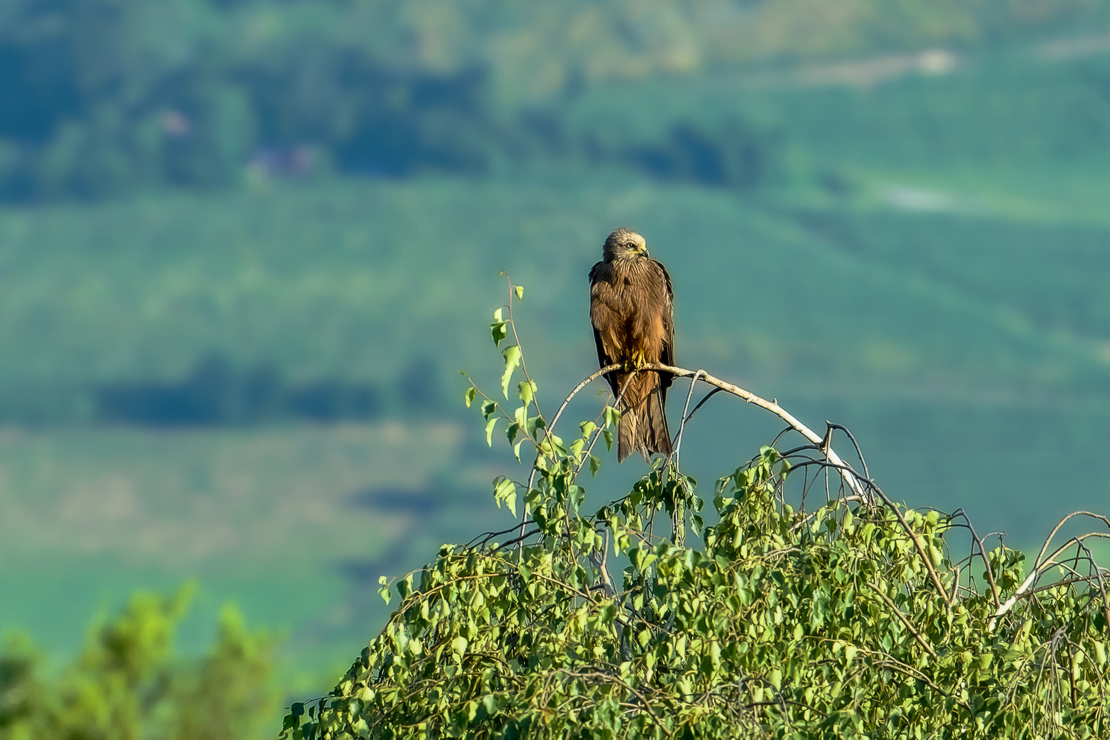 Schwarzmilan (Milvus migrans)