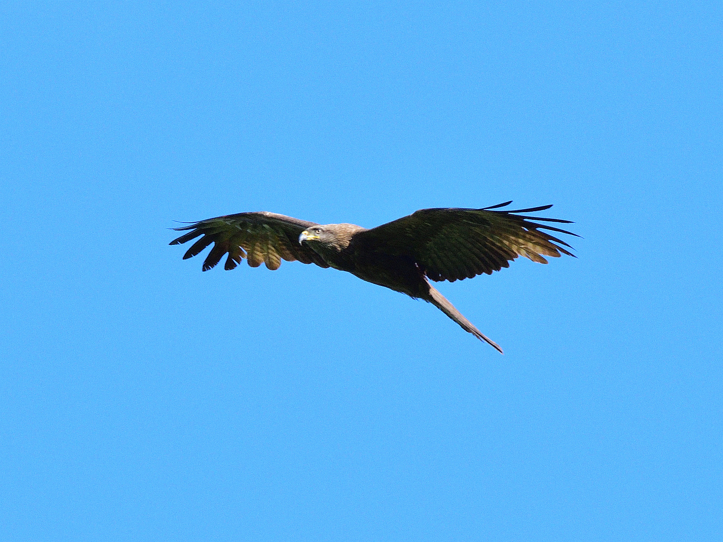 Schwarzmilan (Milvus migrans), Black kite, Milano negro