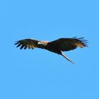 Schwarzmilan (Milvus migrans), Black kite, Milano negro