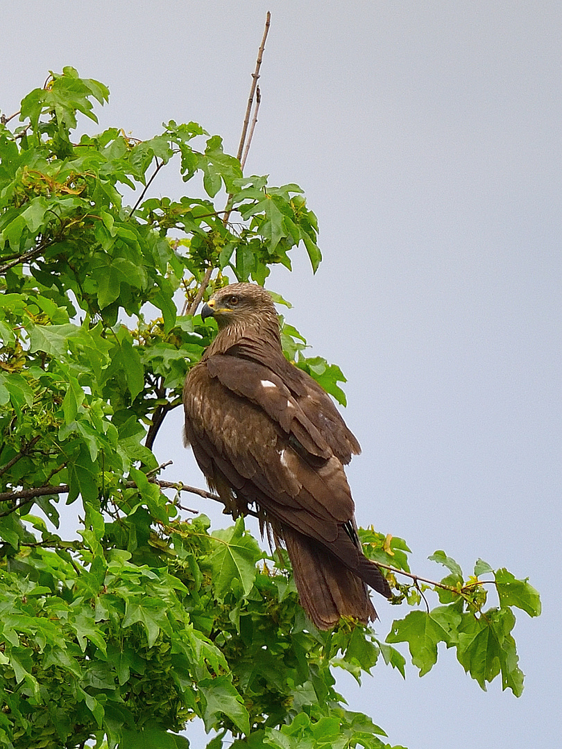 Schwarzmilan (Milvus migrans), Black kite, Milano negro