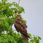 Schwarzmilan (Milvus migrans), Black kite, Milano negro