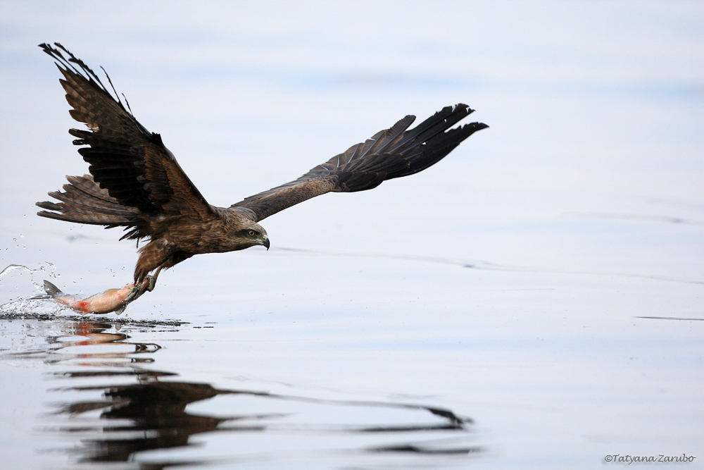 Schwarzmilan (Milvus Migrans)