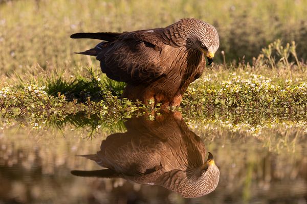 Schwarzmilan (Milvus migrans)