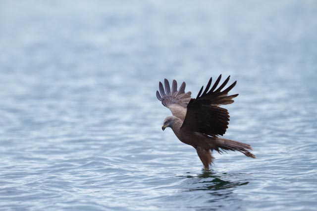 Schwarzmilan (Milvus migrans) macht sich die Füsse nass