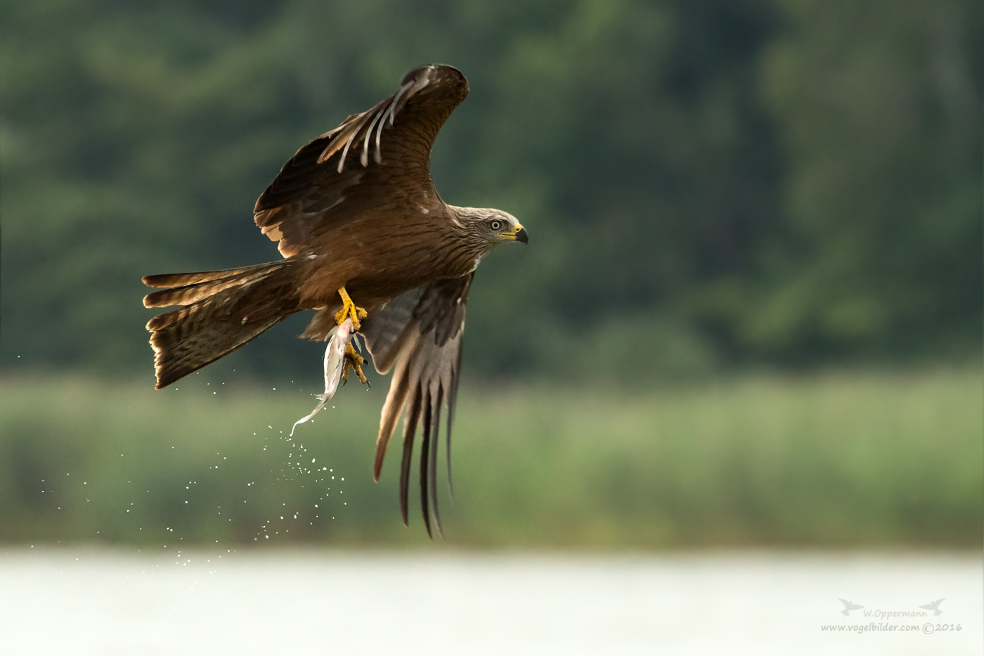 Schwarzmilan mit Beute Foto & Bild | natur, tiere, vögel ...