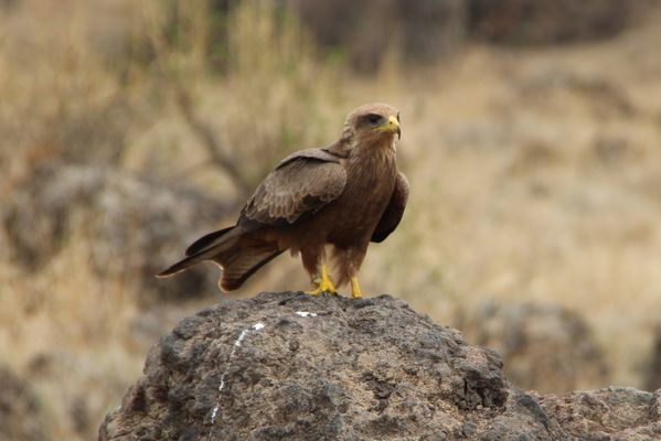 Schwarzmilan nach Beute spähend
