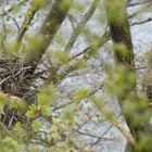 Schwarzmilan Nest Brut Eier