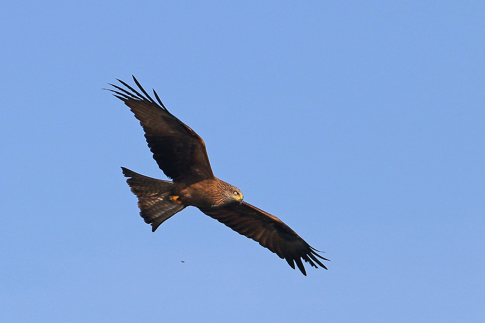 Schwarzmilan oder Schwarzer Milan (Milvus migrans) 