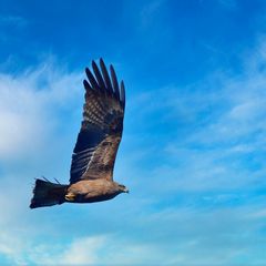 Schwarzmilan über dem Monrepos-See