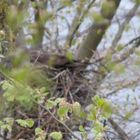 Schwarzmilan Weibchen auf Nest