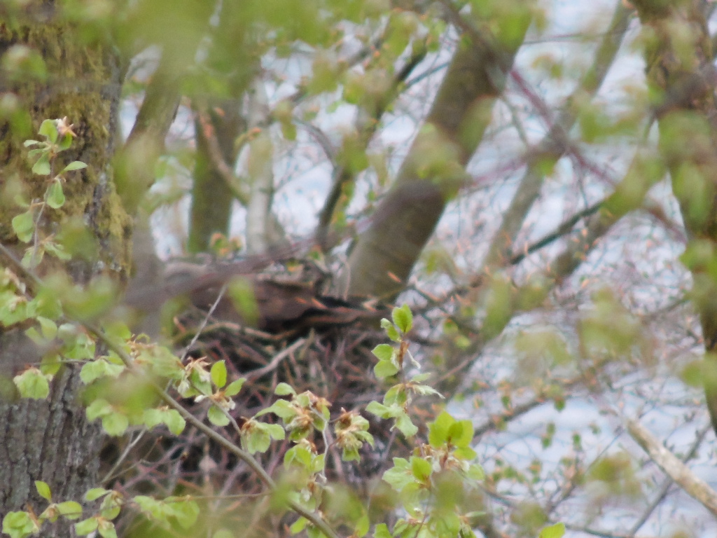 Schwarzmilanin auf Nest