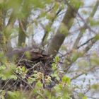 Schwarzmilanin auf Nest