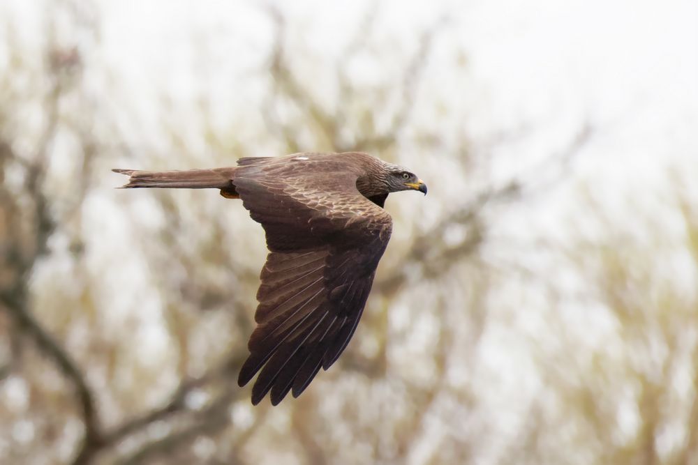 Schwarzmilan(Milvus migrans)  im Vorbeiflug