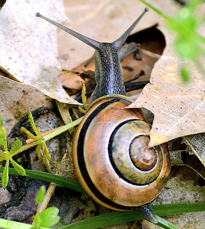 Schwarzmündige Bänderschnecke 