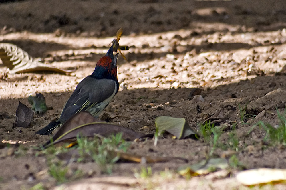 Schwarznacken Bartvogel 2