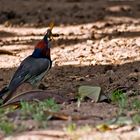 Schwarznacken Bartvogel 2