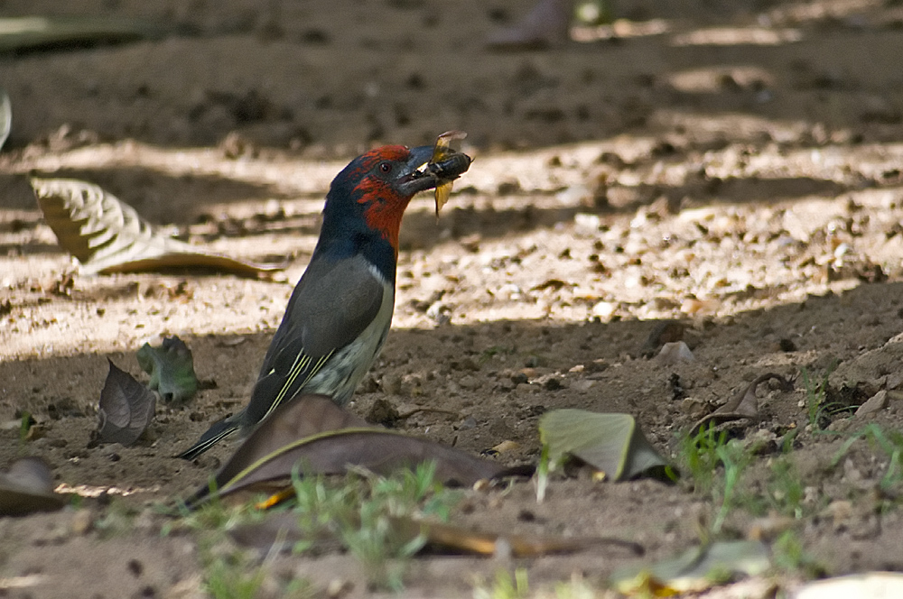 Schwarznacken Bartvogel