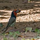 Schwarznacken Bartvogel