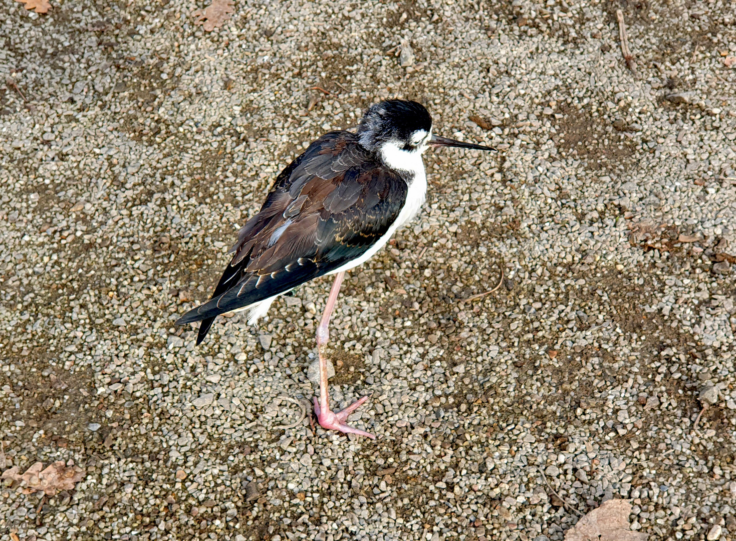 Schwarznacken-Stelzenläufer**