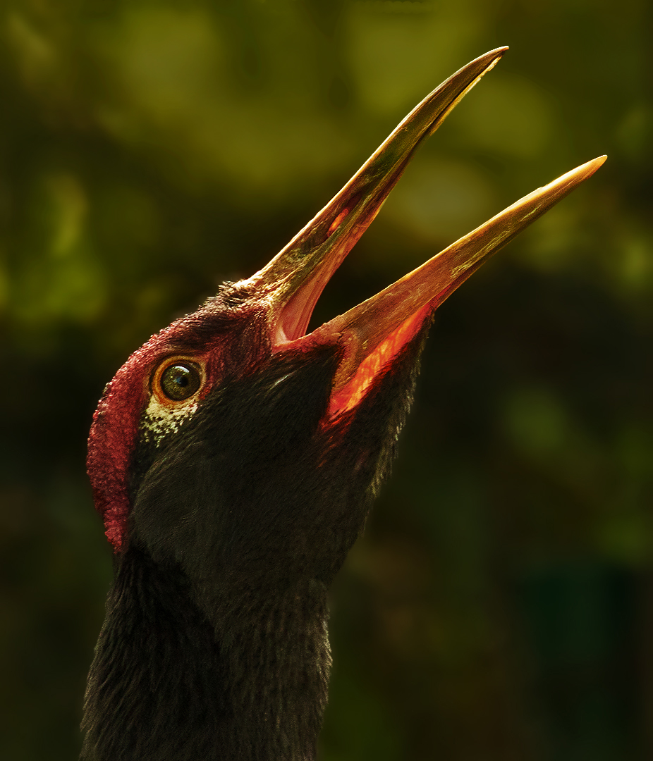 Schwarznackenkranich Portrait 001a