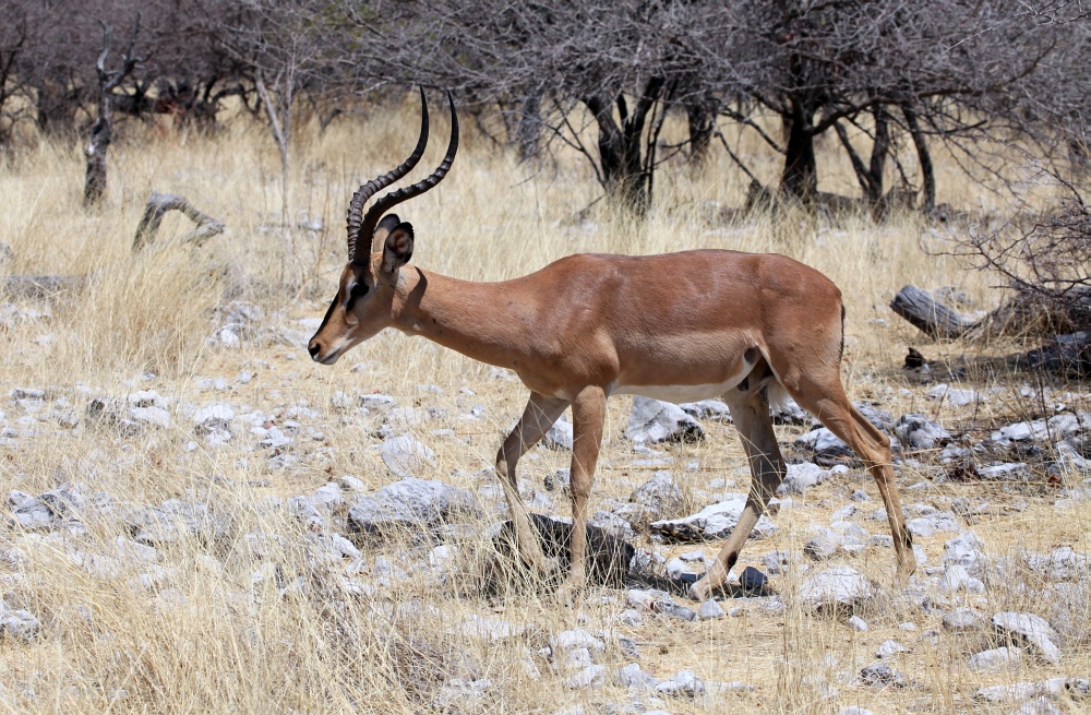 Schwarznasen- Impala