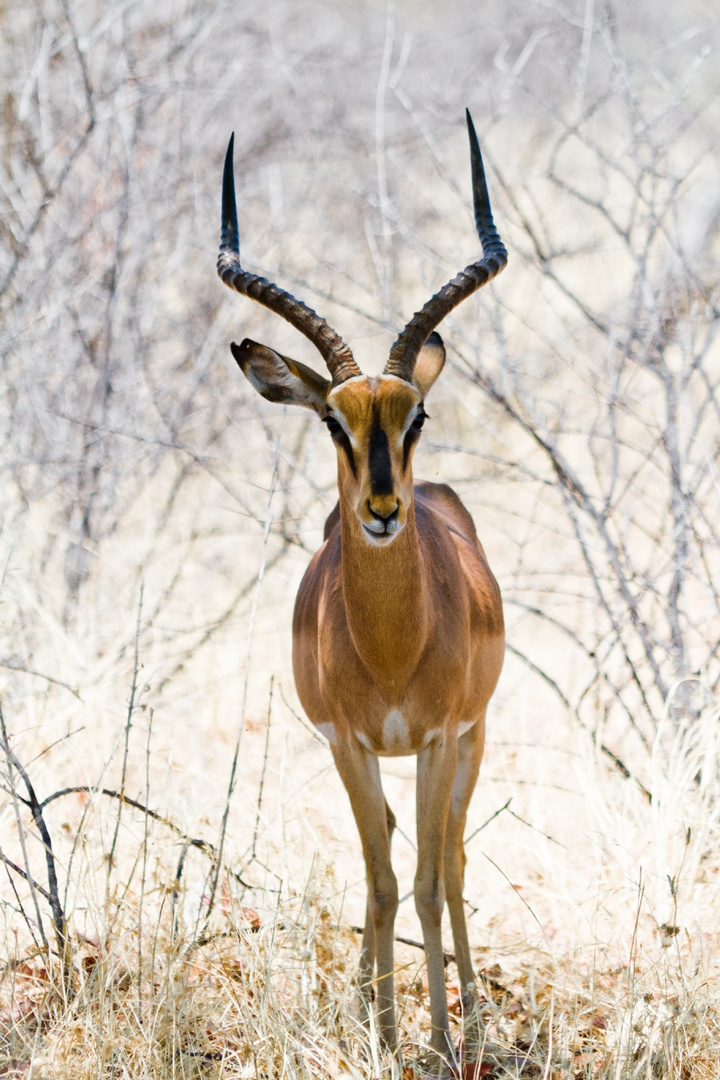 Schwarznasen Impala