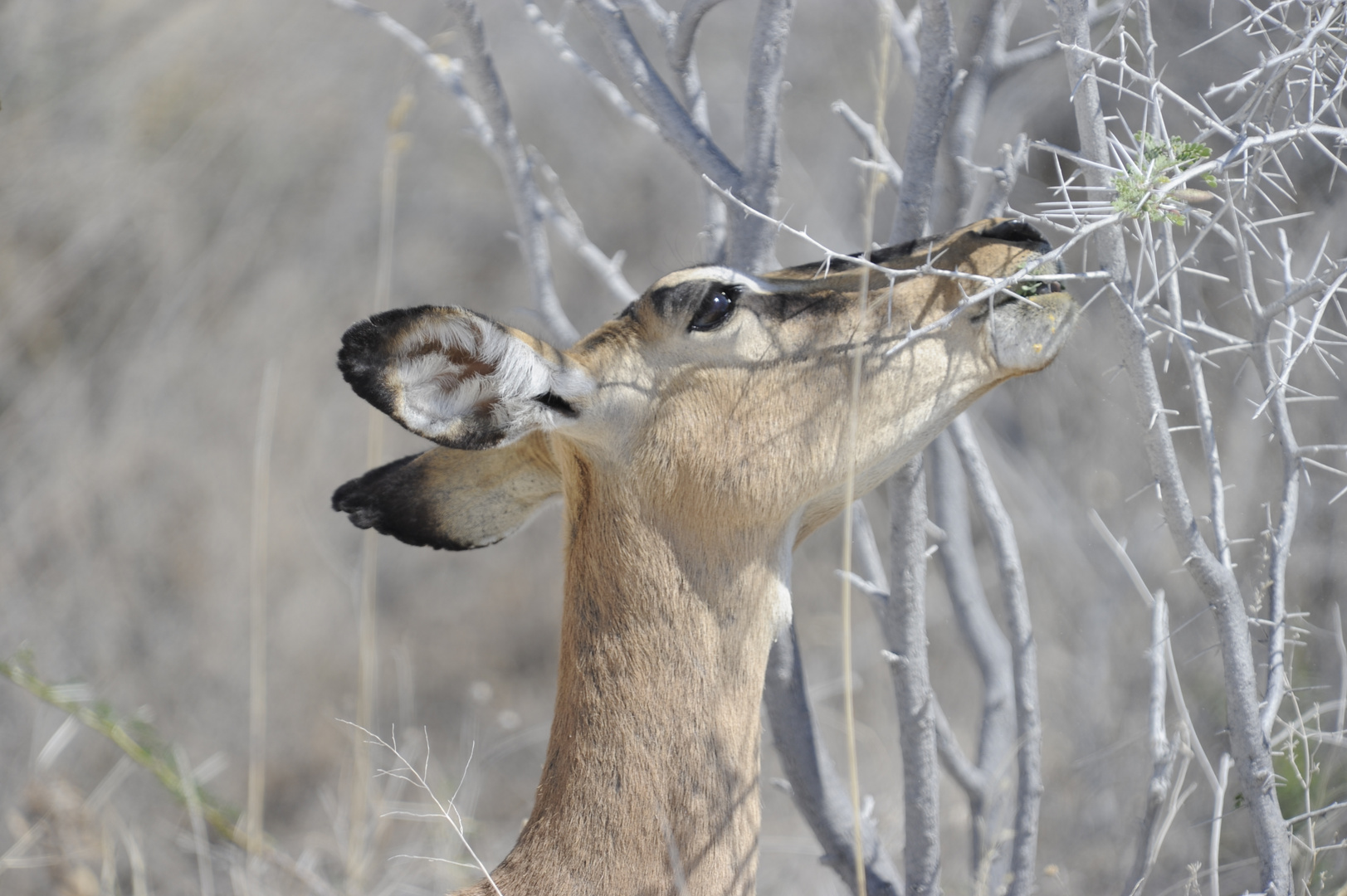 Schwarznasen-Impala (w) auf Futtersuche