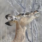 Schwarznasen-Impala (w) auf Futtersuche