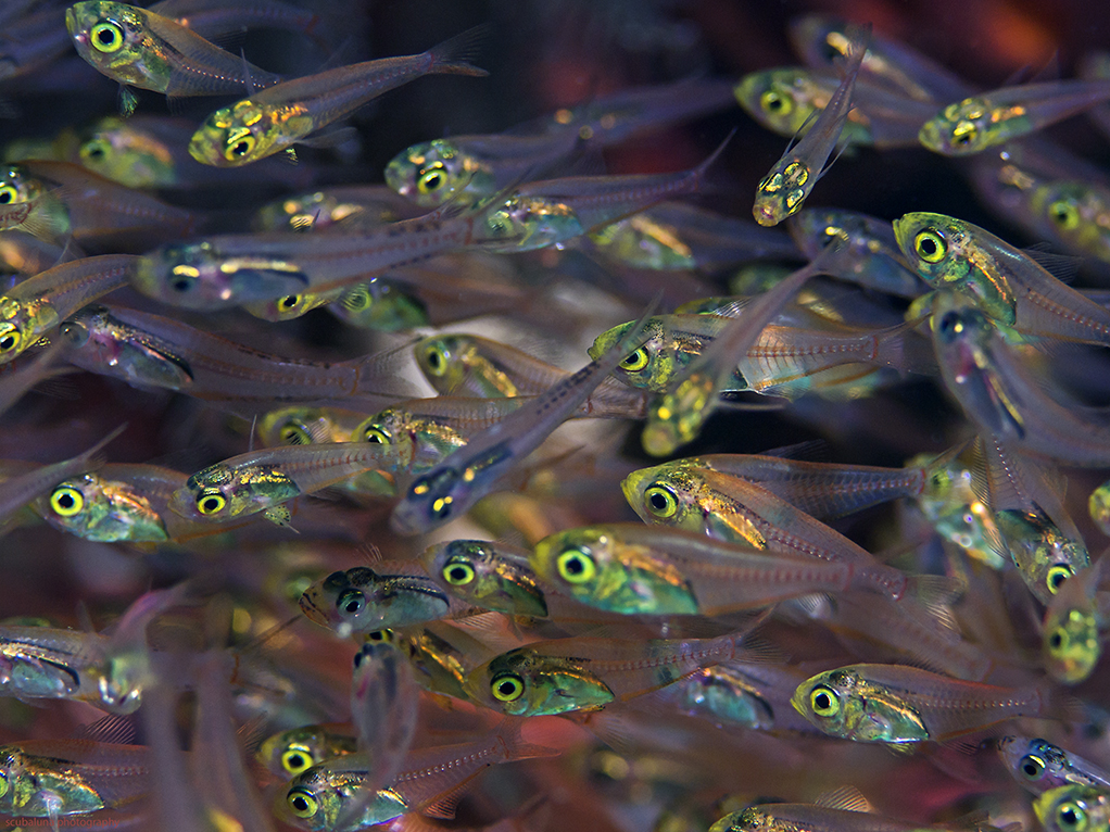 SchwarznasenKardinalfische Foto & Bild natur, 100mm, tiere Bilder