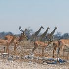 Schwarznasen und Giraffen