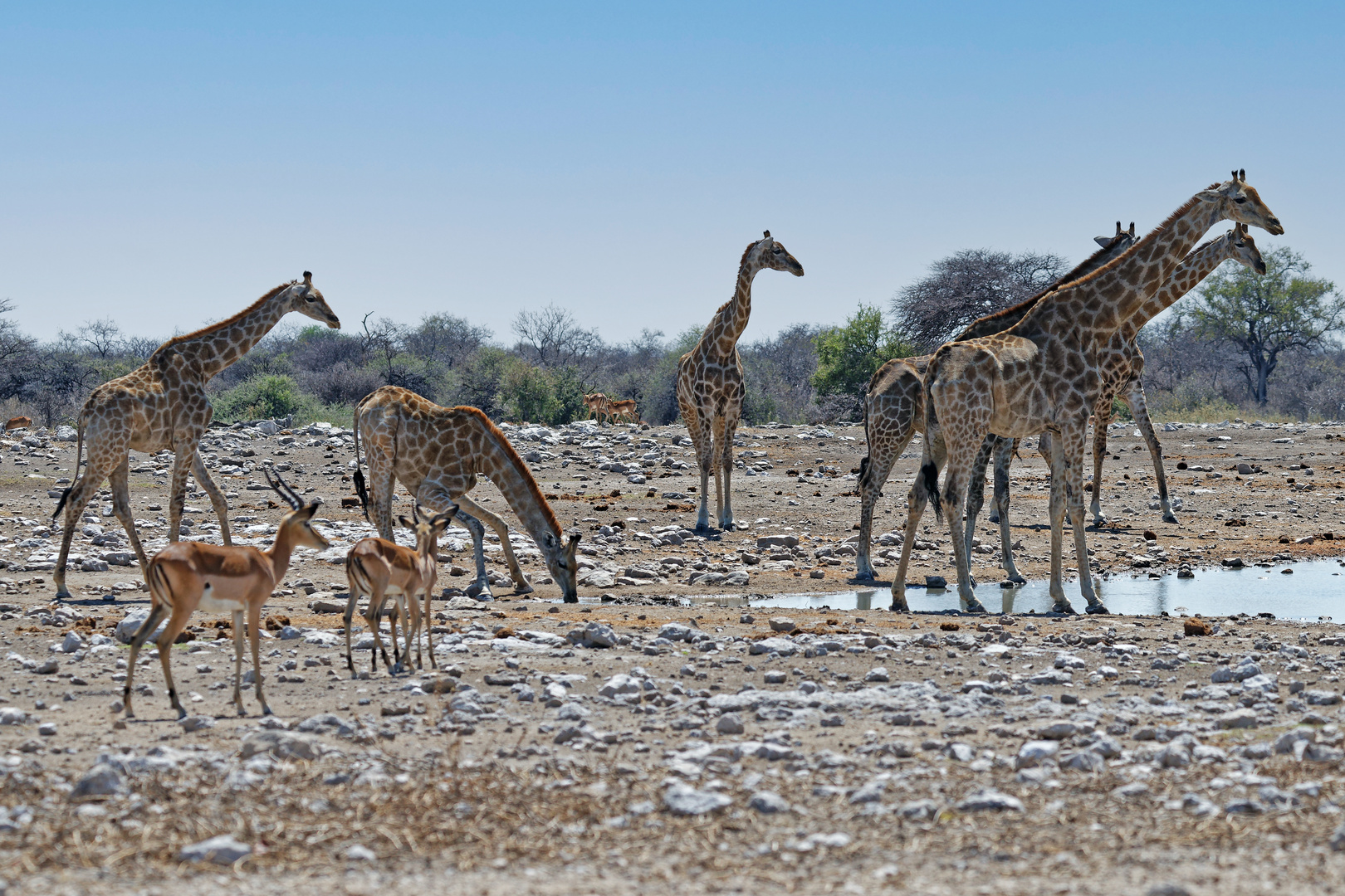 Schwarznasen und Giraffen_3