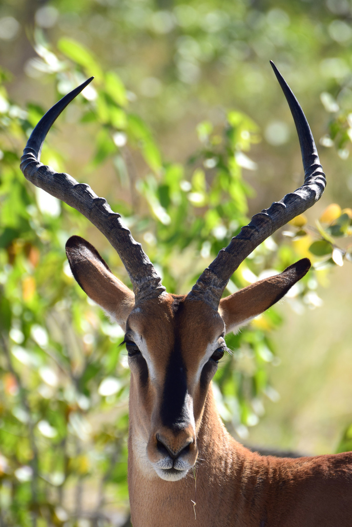 Schwarznasenantilope