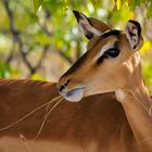 Schwarznasenimpala