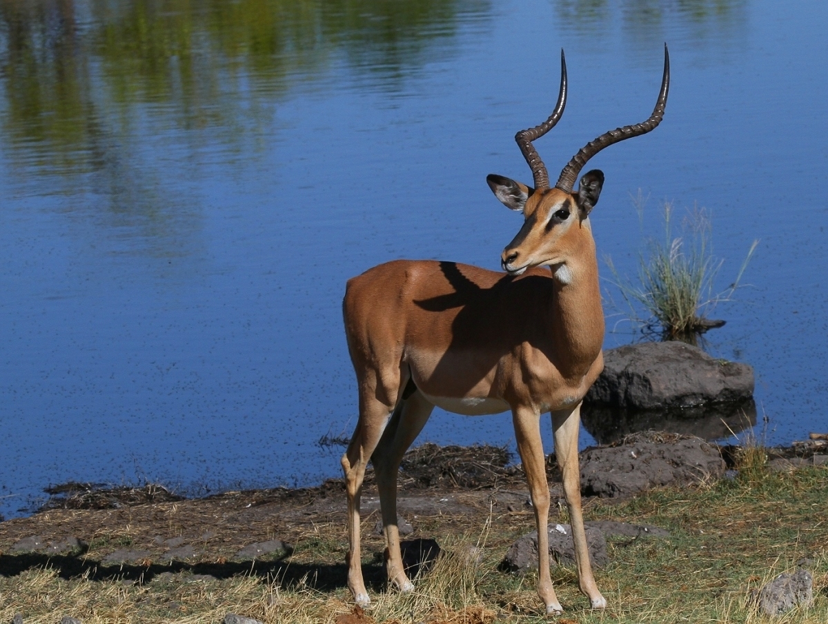 Schwarznasenimpala