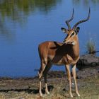 Schwarznasenimpala