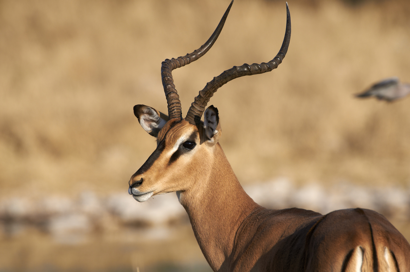 Schwarznasenimpala