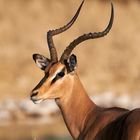 Schwarznasenimpala