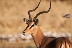 Schwarznasenimpala