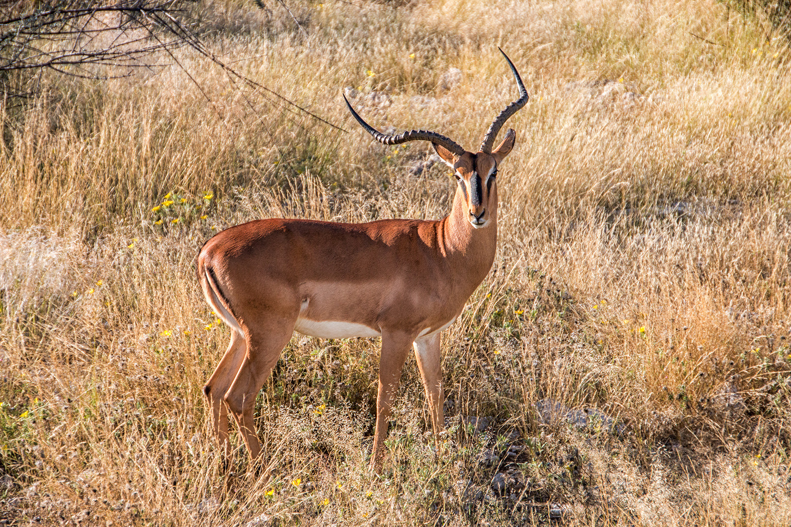 Schwarznasenimpala...