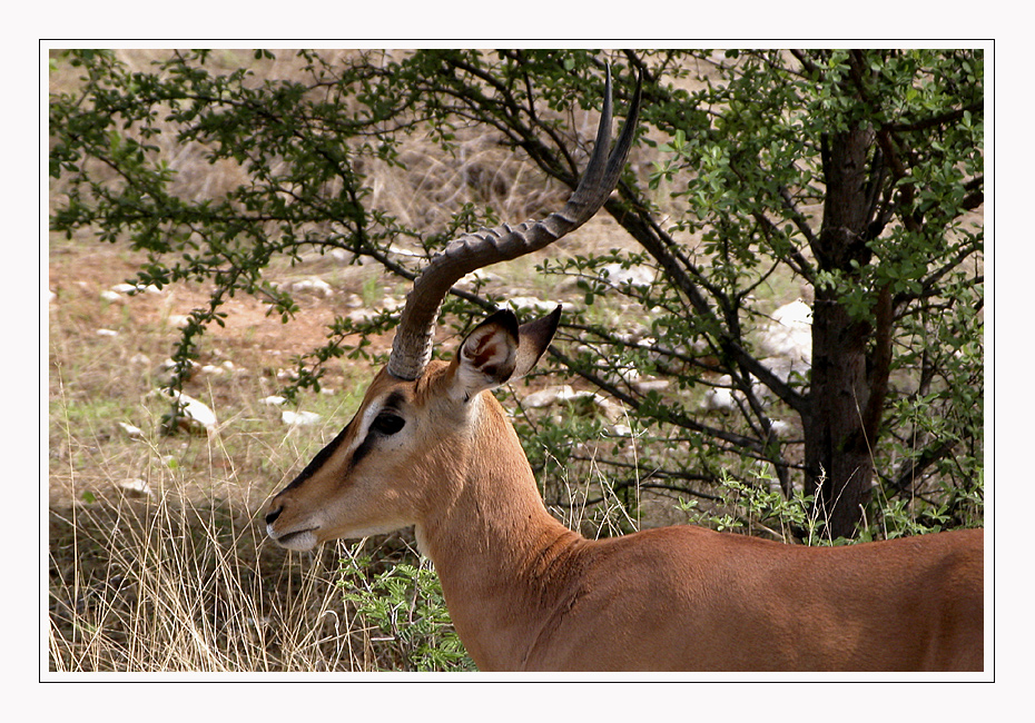 Schwarznasenimpala!