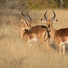 Schwarznasenimpala