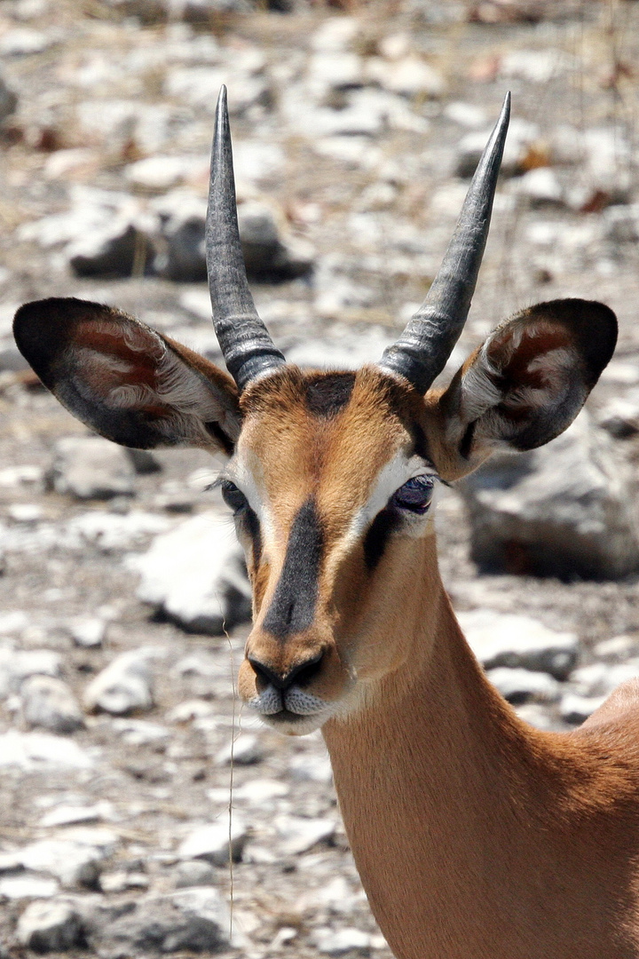 Schwarznasenimpala