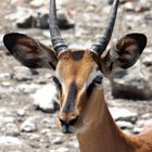 Schwarznasenimpala