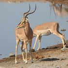 Schwarznasenimpala gibt es nur in der Etosha