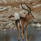 Schwarznasenimpala in der Paarungszeit