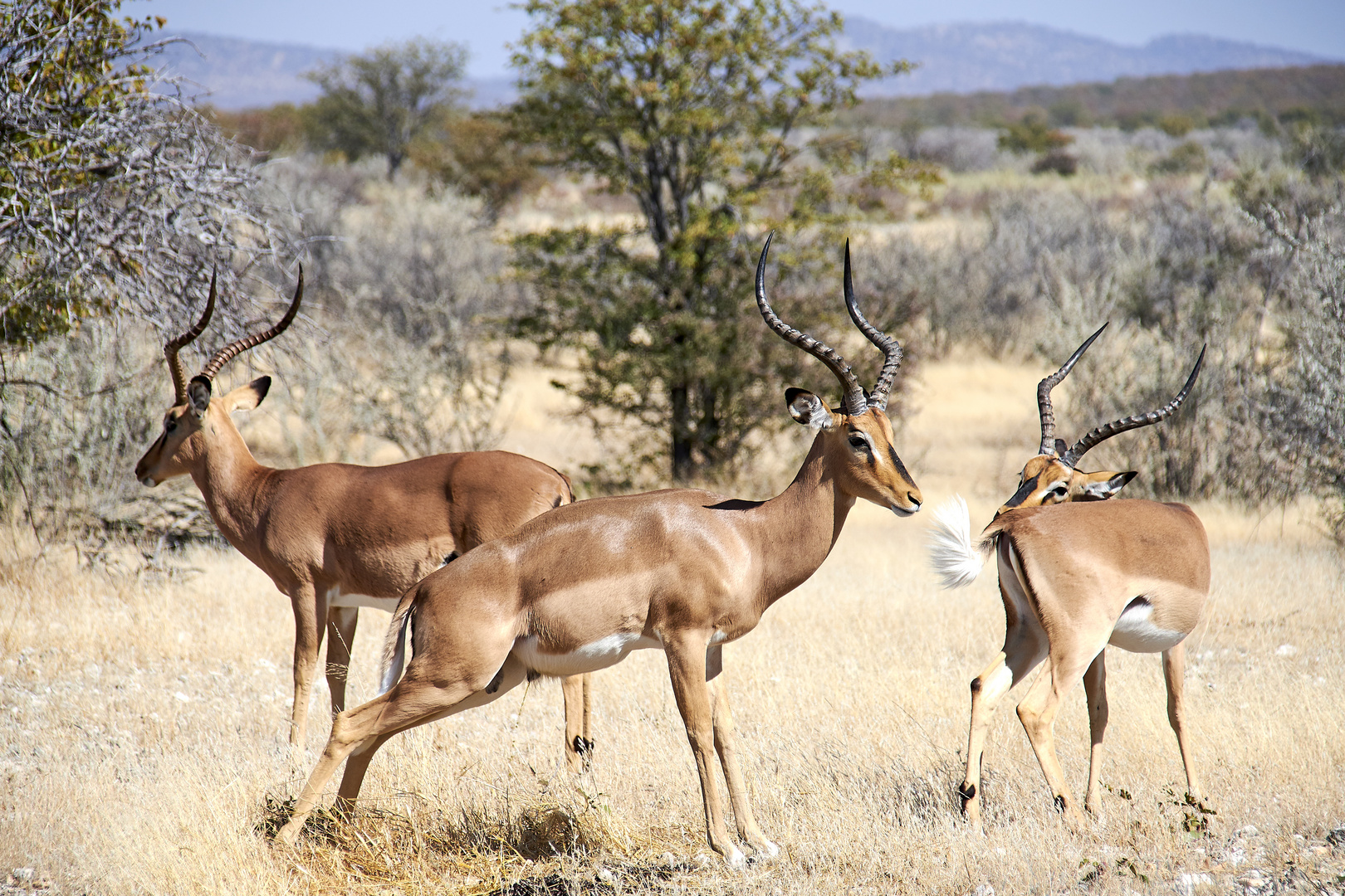 Schwarznasenimpalas im Etosha NP