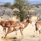 Schwarznasenimpalas im Etosha NP