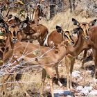 Schwarznasenimpalla in der namibianischen Dornenbuschsavanne