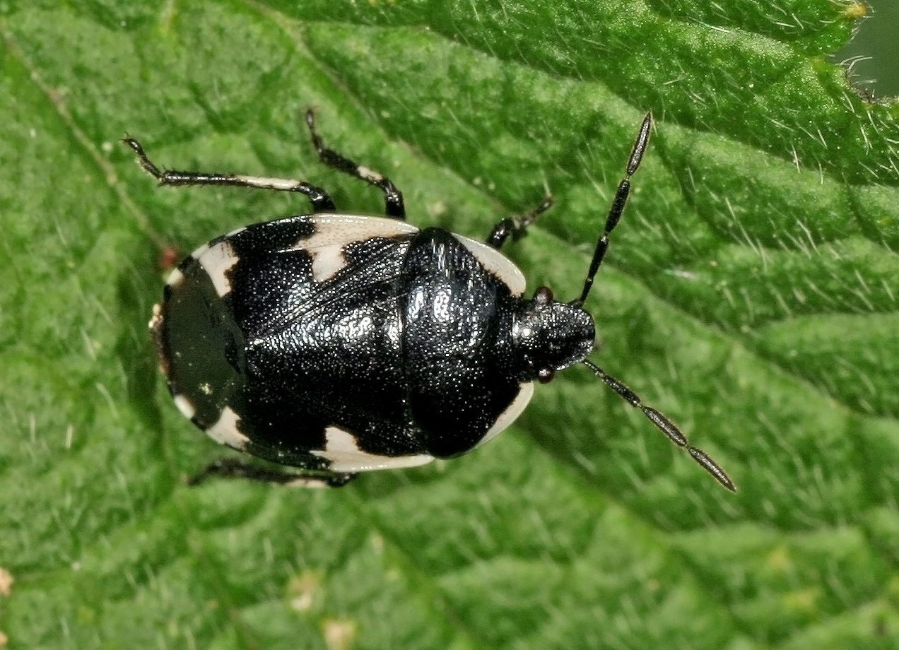 Schwarznesselwanze (Tritomegas sexmaculatus)